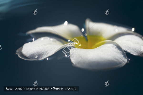 素馨花，一水。SPA產(chǎn)品的概念主題。極淺景深。