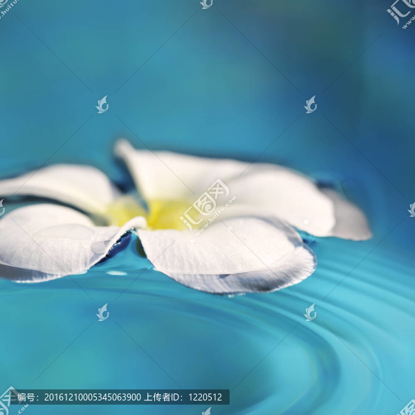 素馨花，一水。廣場組成。極淺景深。
