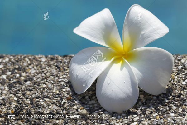 雞蛋花的游泳池。淺景深。SPA產品的概念主題。