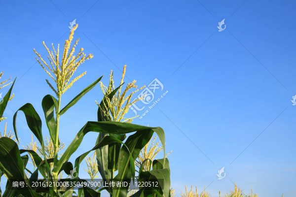 藍(lán)天中的玉米花