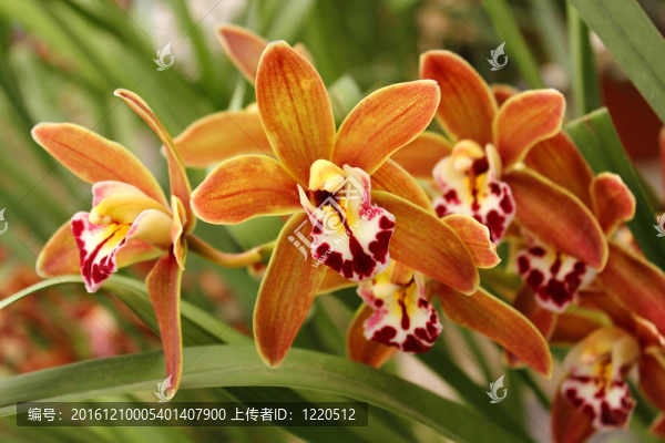 野生蘭花