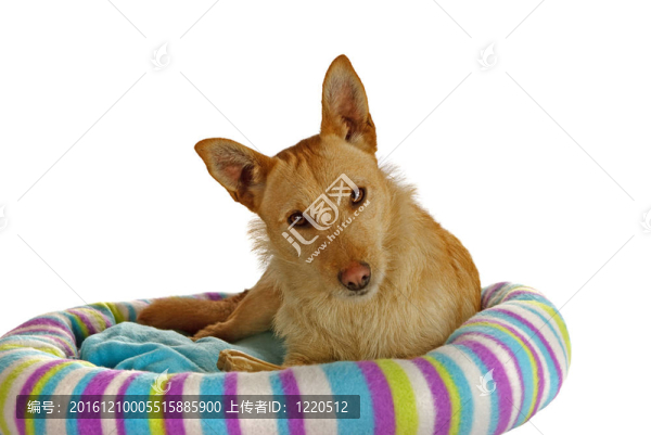 在一個狗床Jack,Russel,Terrier