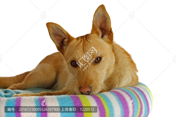 在一個(gè)狗床Jack,Russel,Terrier