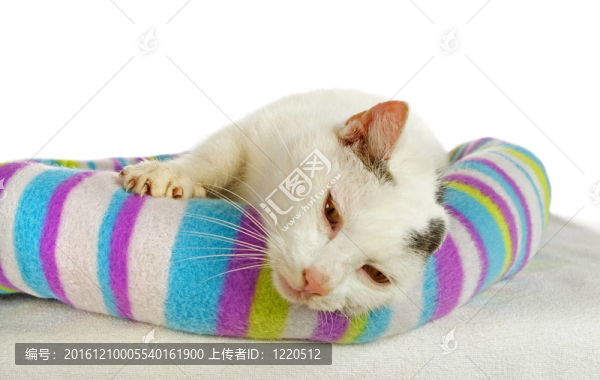 在他的貓床白色雄貓