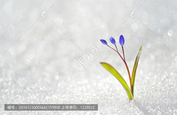藍(lán)色的春天的花朵