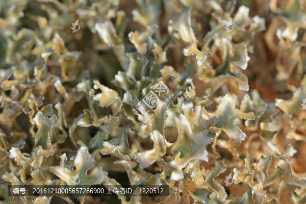 Cetraria,islandica,lichen（冰島苔蘚）