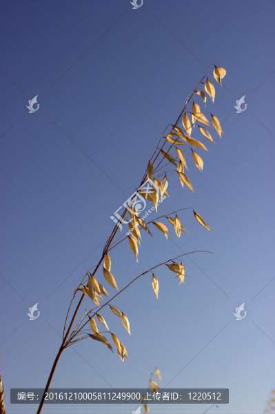田野里空空的燕麥耳對(duì)著藍(lán)天