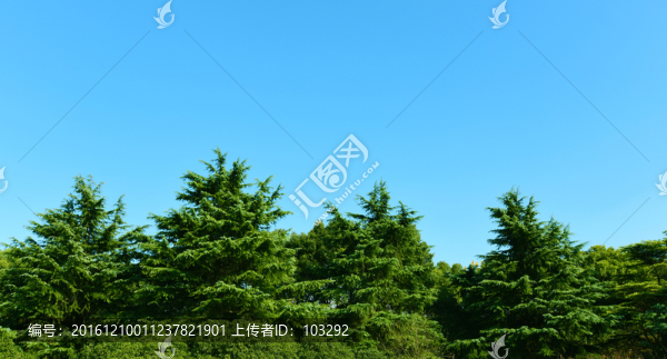 綠樹與藍天