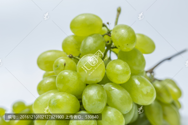 葡萄