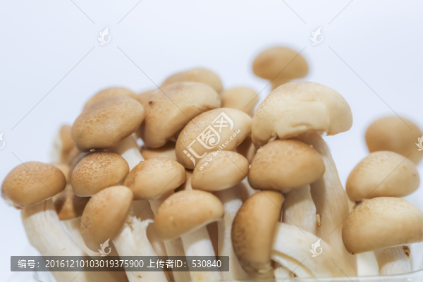 蘑菇