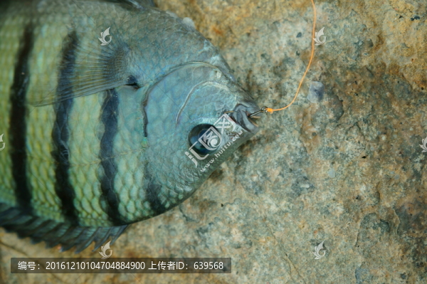 雀鯛荷包魚