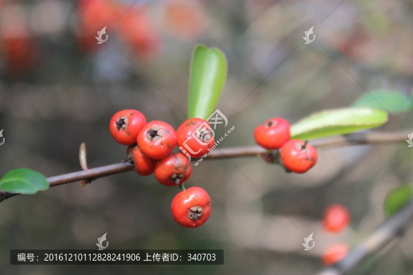 紅色果子