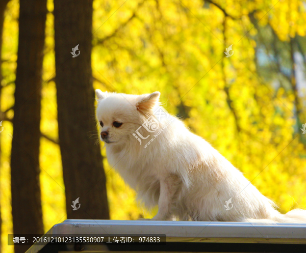 小狗與銀杏