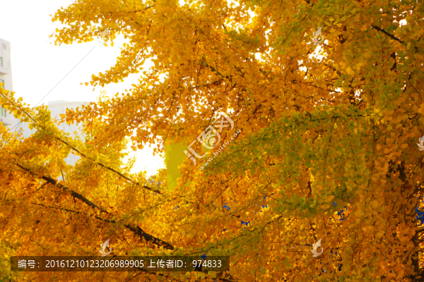 銀杏