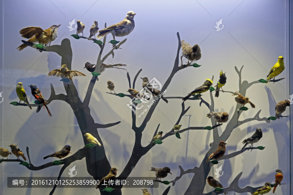 樹枝上的鳥