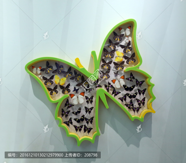 蝴蝶