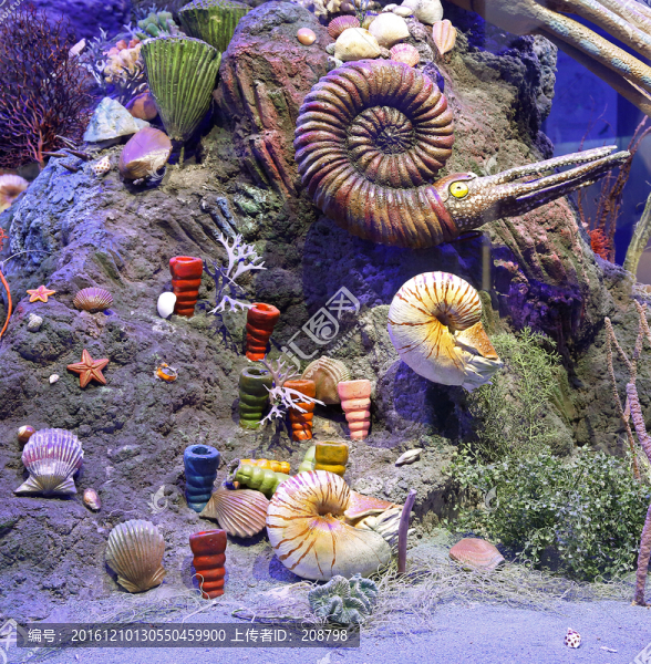 海洋生物模型