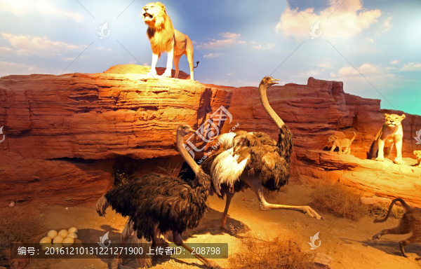 非洲獅