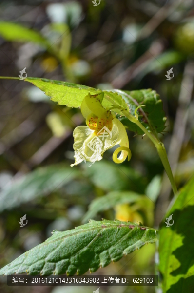 小黃花