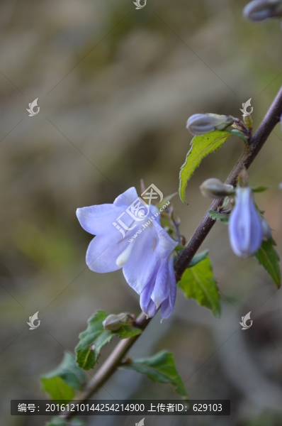 小藍(lán)花