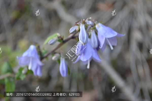 蒼術(shù)花