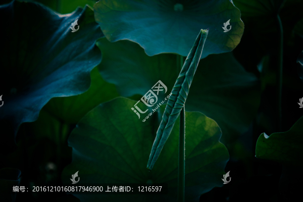荷葉