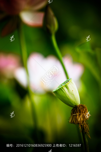 幻荷