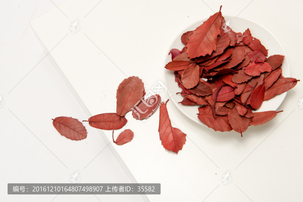 紅鐵角葉