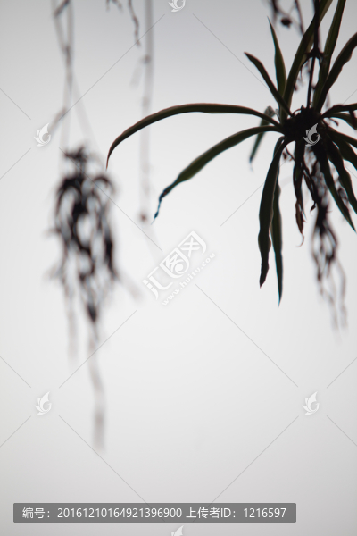 冬日遺蘭