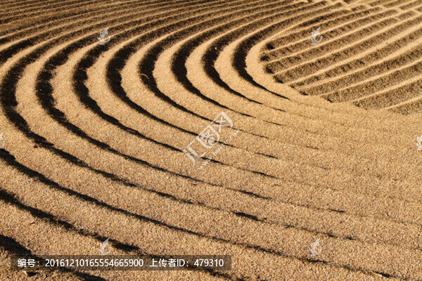 水稻,豐收,水稻場(chǎng)院