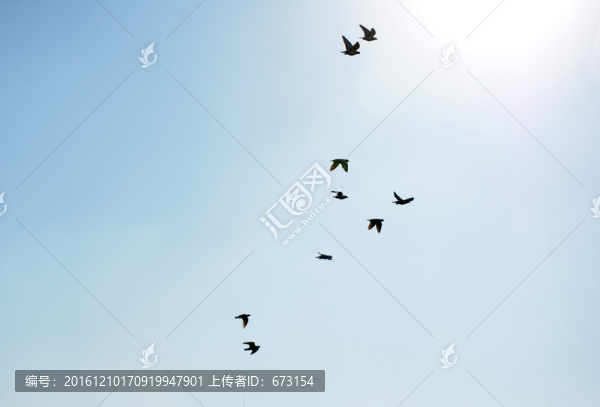 鳥群