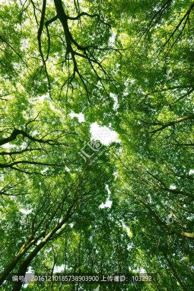 仰拍的綠色樹林