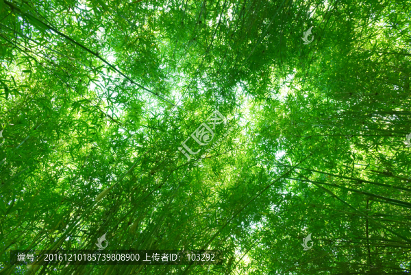 仰拍的竹林