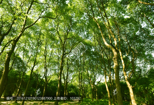 樹(shù)林