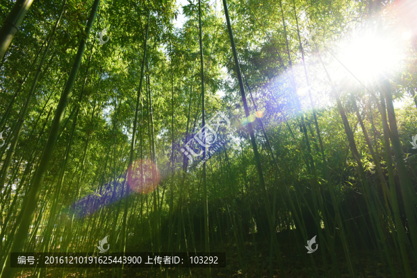 照進(jìn)竹林的陽光