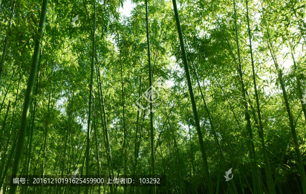竹林