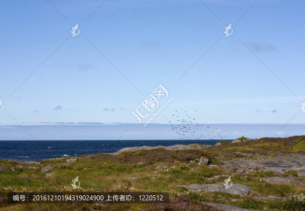 美麗海岸風(fēng)景中的一群鳥
