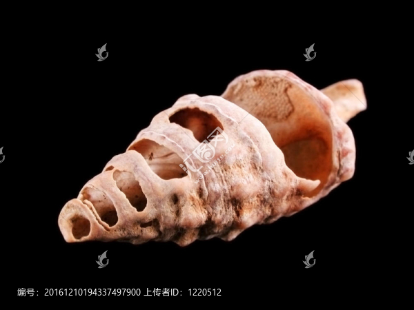 蝸牛