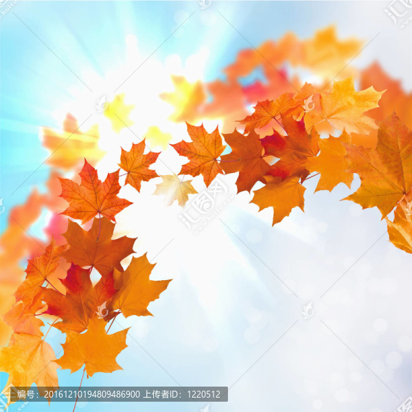 紅黃樹(shù)葉