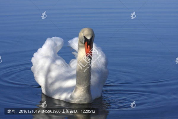 法國湖上的野生天鵝。