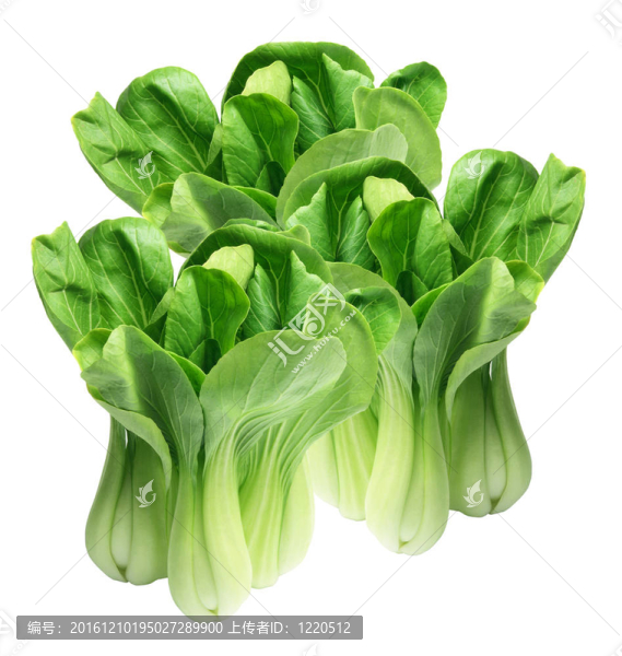 大白菜