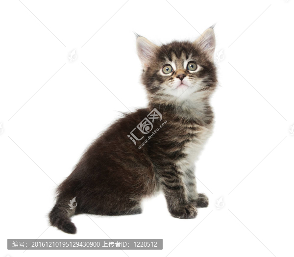 小貓咪