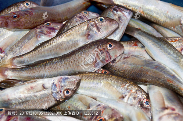 市場上的鮮魚