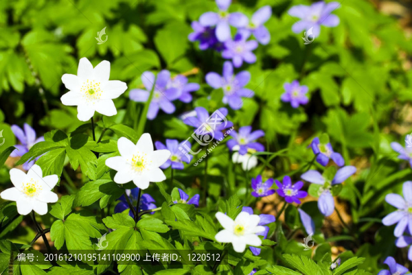 春天的花朵