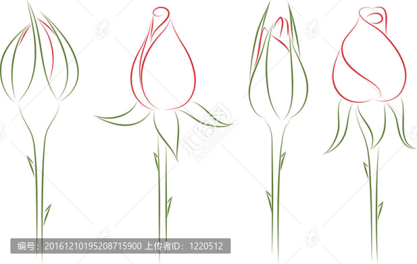 玫瑰花蕾。插畫(huà)。