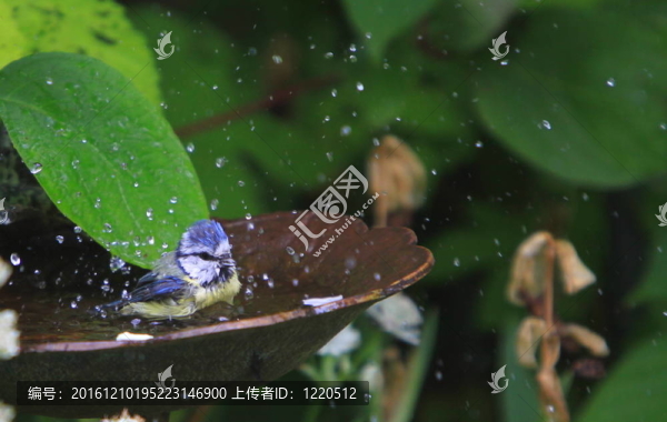 藍(lán)山雀（Cyanistes,caeruleus）洗澡