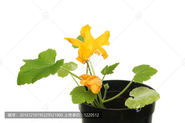 西葫蘆的植物