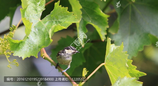 煤山雀（Parus,ater）