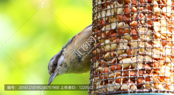 Nuthatch（西塔）