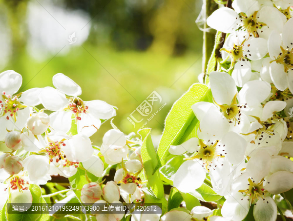 蘋果花